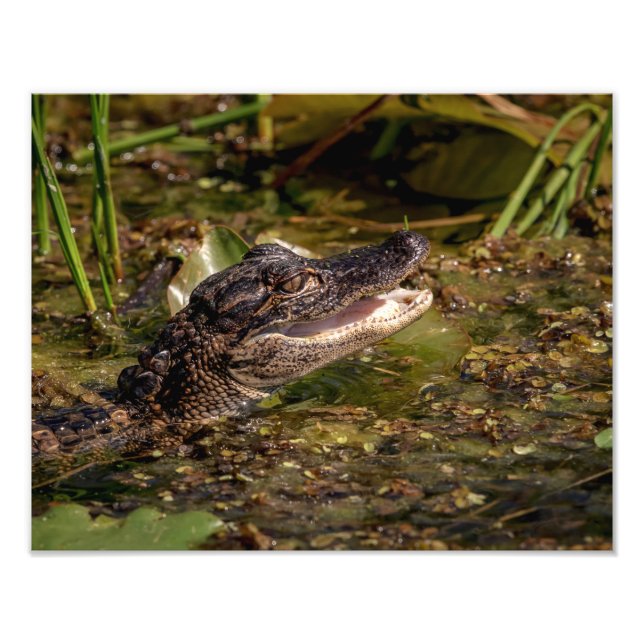 14x11 Young Alligator Photo Print (Front)