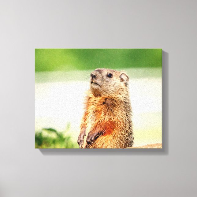 14x11 Young Groundhog Canvas Print (Front)