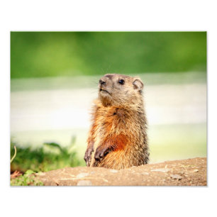 14x11 Young Groundhog Photo Print
