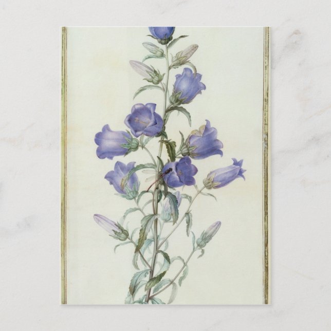 15:Campanula: Medium  1787 Postcard (Front)