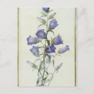 15:Campanula: Medium  1787 Postcard