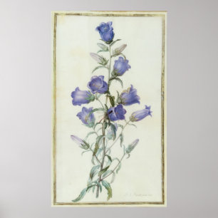 15:Campanula: Medium  1787 Poster