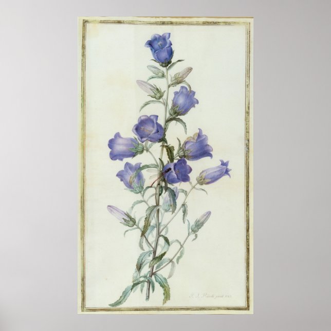 15:Campanula: Medium  1787 Poster (Front)