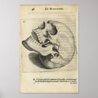 1616 Vintage Skull Anatomy Print