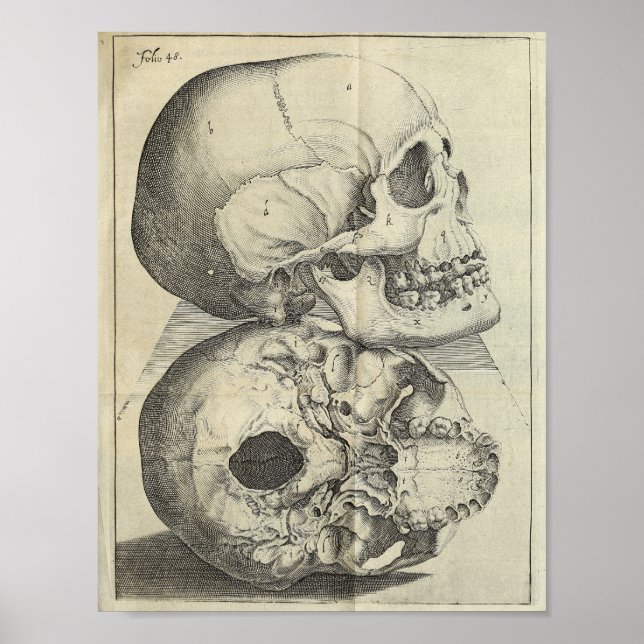 1616 Vintage Skulls Anatomy Print (Front)