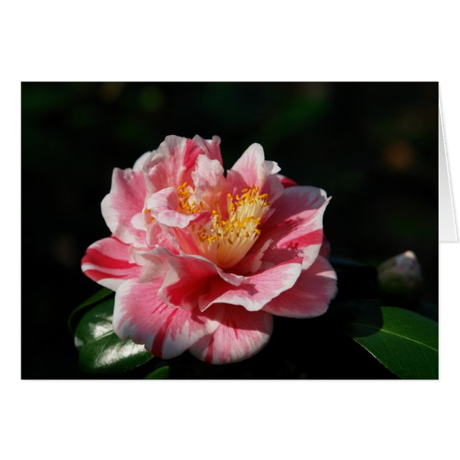 167 - Customised (Front Horizontal)