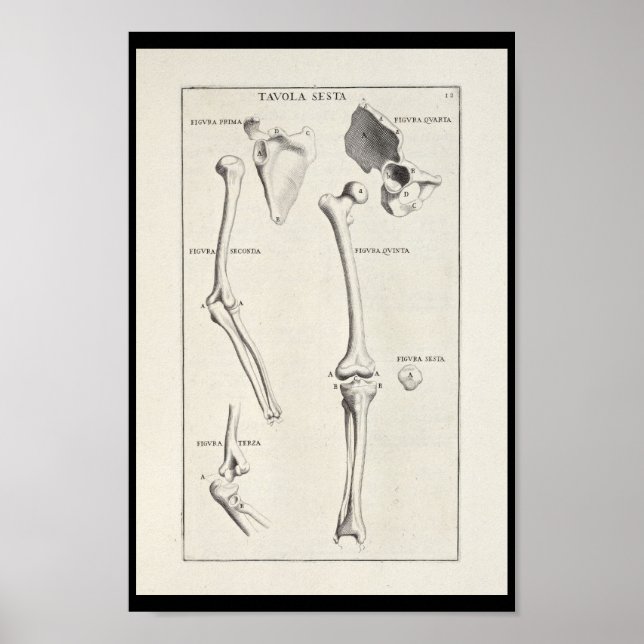1691 Artistic Anatomy Arm Bones Art Print (Front)