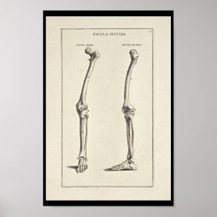 1691 Artistic Anatomy Leg Bones Art Print