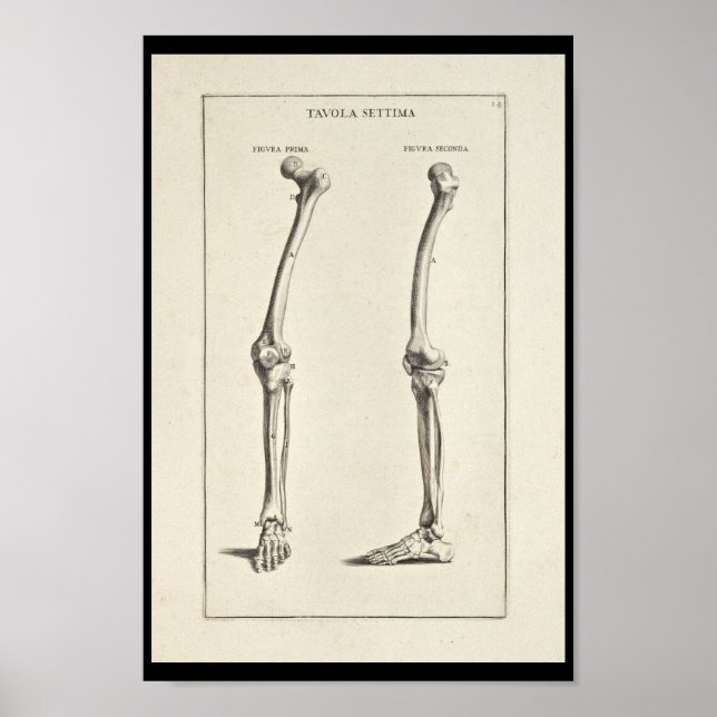 1691 Artistic Anatomy Leg Bones Art Print (Front)