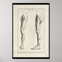 1691 Artistic Anatomy Leg Muscles Art Print