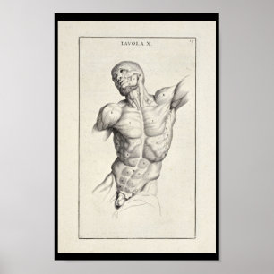 1691 Artistic Anatomy Muscles Torso Art Print