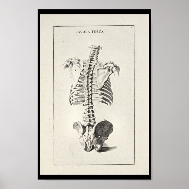 1691 Artistic Anatomy Skeleton Spine Art Print (Front)