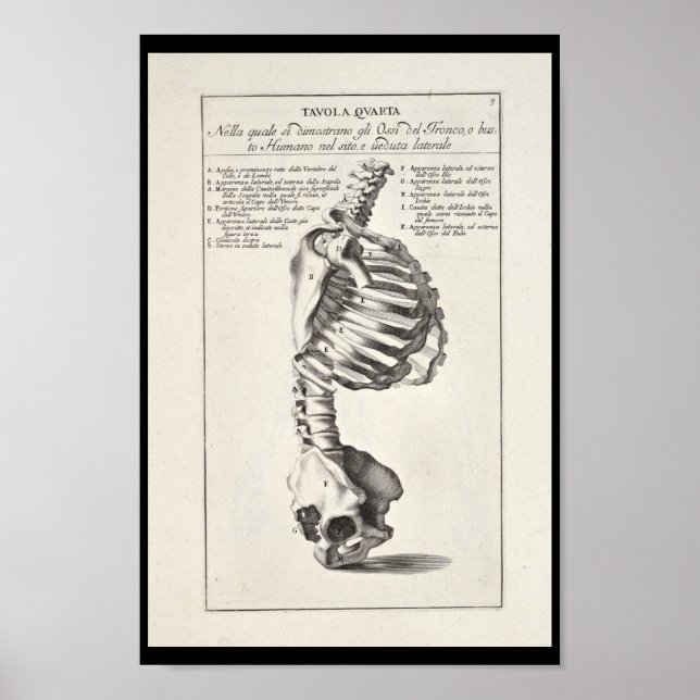 1691 Artistic Anatomy Skeleton Spine Art Print (Front)