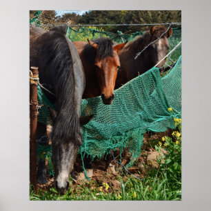 16×20 Three Horse Chingus Jeju-do Photo Print