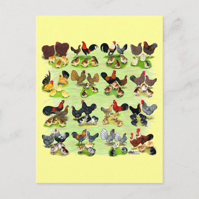 16 Chicken Families Postcard (Front)