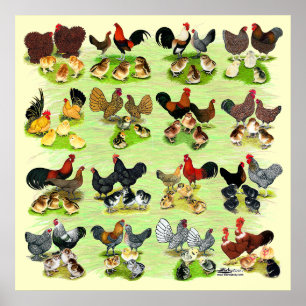 16 Chicken Families Poster