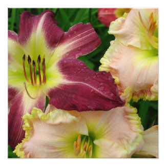 16"x16" Daylilies Photo Print