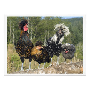 16 X 12 Four Polish Chickens Photo Print