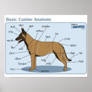 16x12 Canine Anatomy Poster