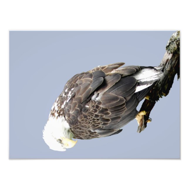 16x12 Kodak Professional Photo Paper (Satin) (Front)