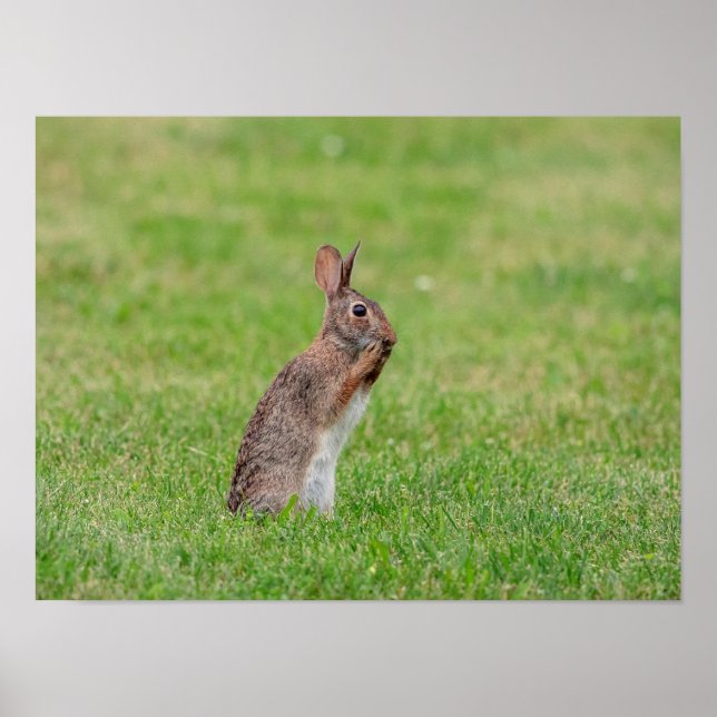 16x12 Rabbit standing in the grass and looking shy Poster (Front)