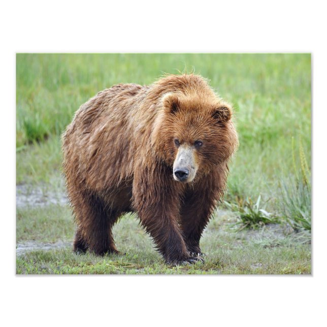 16x12 Satin photo of grizzly bear (Front)
