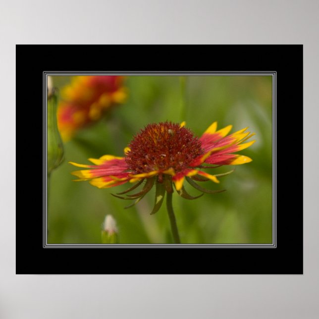 16x20 Indian Blanket Wildflower Poster (Front)