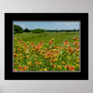 16x20 Indian Blanket Wildflower Poster