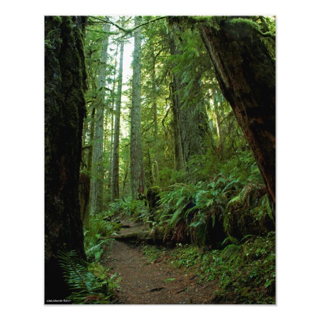 16X20 Old Growth Forest at Twanoh State Park, WA Photo Print (Front)