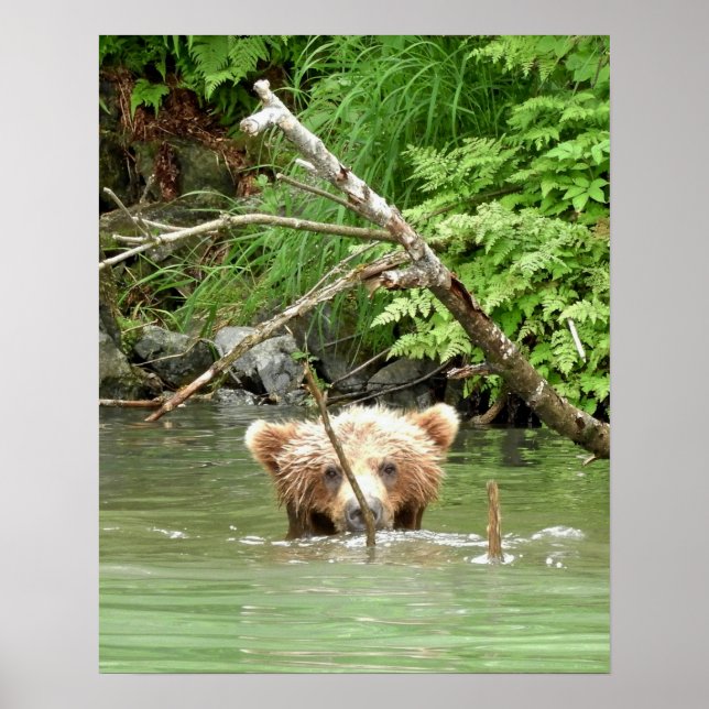 16x20 Poster Paper (Matte) of grizzly bear cub (Front)
