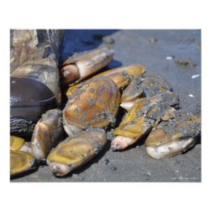 16X20 Razor Clams Digging Photo Print