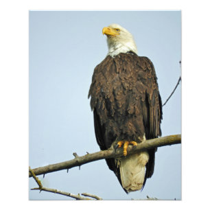 16x20 Satin photo of eagle