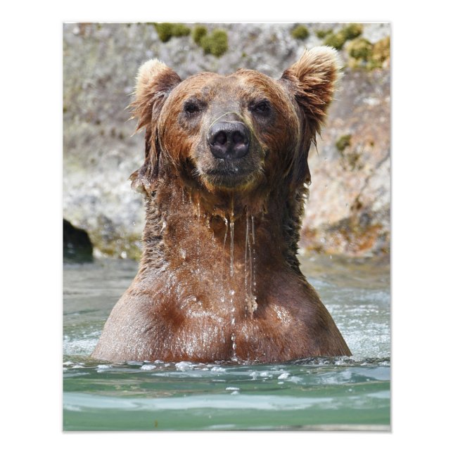 16x20 Satin photo of grizzly bear (Front)