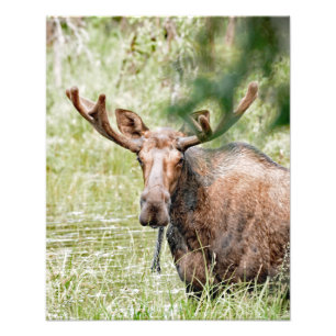 16x20 Satin photo of moose