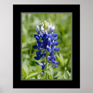 16x20 Texas Blubonnet Flower Poster