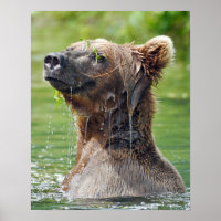 16x20 Value Poster Paper (Matte) w/ grizzly bear