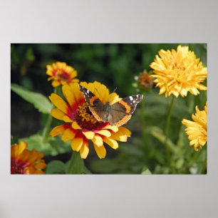 16x24 Indian Blanket Wildflower and Butterfly Poster