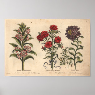 1757 Botanical Flower Art Print Balsamina