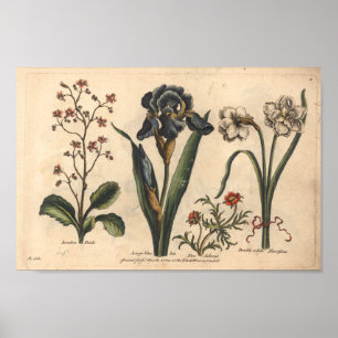 1757 Botanical Flower Art Print Blue Iris