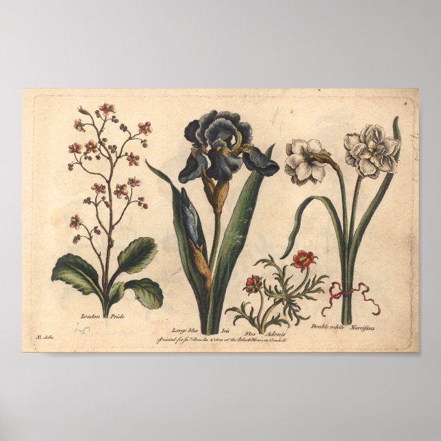 1757 Botanical Flower Art Print Blue Iris (Front)