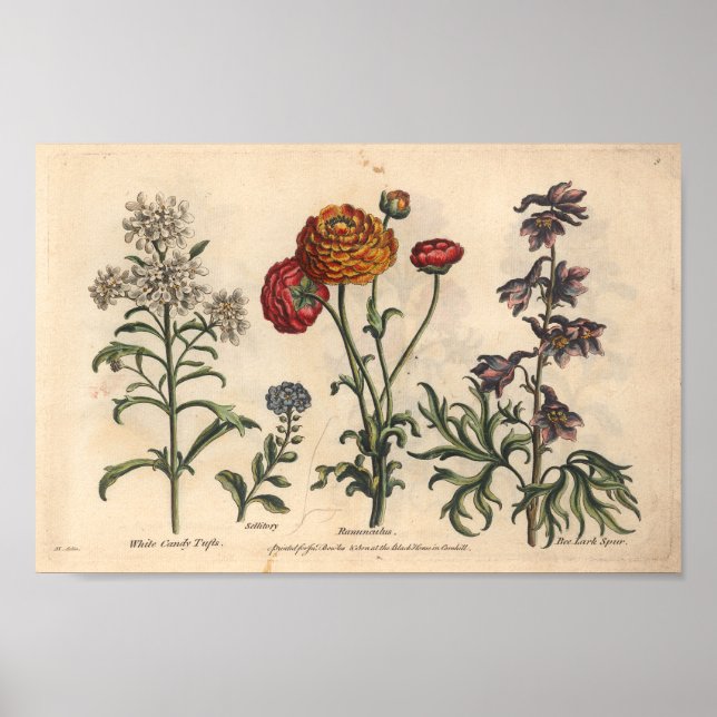 1757 Botanical Flower Art Print Candytuft (Front)