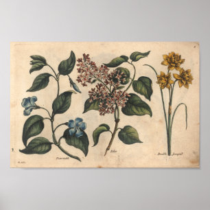 1757 Botanical Flower Art Print Periwinkle