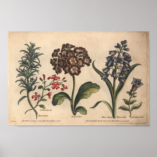 1757 Botanical Flower Art Print Rosemary (Front)