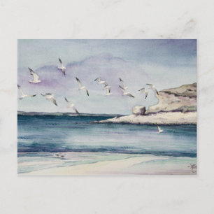 1774 Seagulls at Sandy Beach Postcard