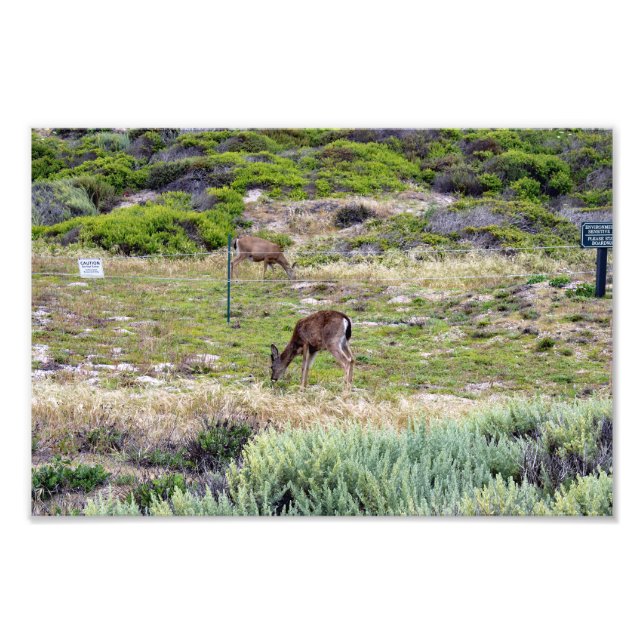 17 Mile Drive Photo Print (Front)