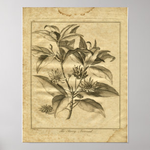 1817 Anniseed Culpeper Herbal Print