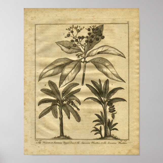 1817 Banana Plantain Culpeper Herbal Print (Front)