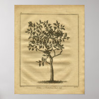 1817 Forbidden Fruit Culpeper Herbal Print