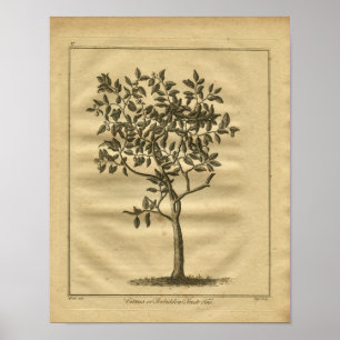 1817 Forbidden Fruit Culpeper Herbal Print
