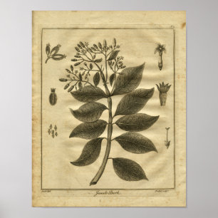 1817 Jesuits Bark Tree Culpeper Herbal Print